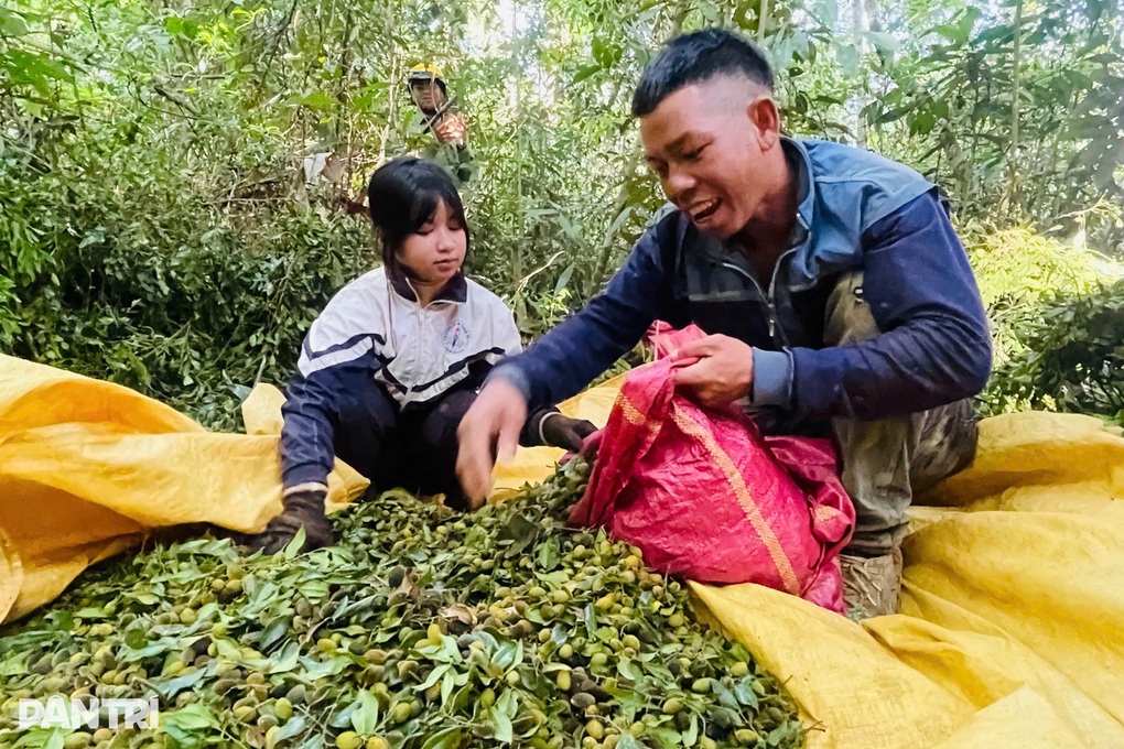 Người dân ồ ạt vào rừng hái “lộc trời”, kiếm gần nửa triệu đồng mỗi ngày - 3 Người dân ồ ạt vào rừng hái “lộc trời”, kiếm gần nửa triệu đồng mỗi ngày - 3