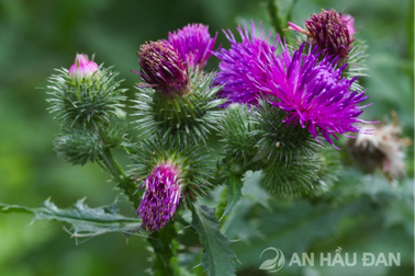 Cây cúc lục lăng tốt cho người bị viêm amidan như thế nào?