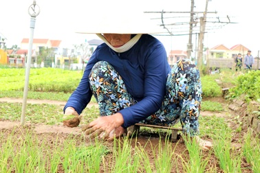 Bà con làng rau sạch Trà Quế hối hả vào vụ Tết Tân Sửu