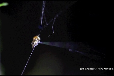 Loài nhện “súng cao su” kỳ lạ có tốc độ nhanh gấp 100 lần báo săn