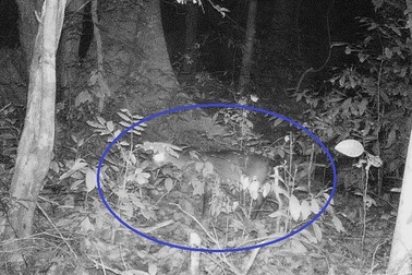 Lần theo dấu vết sao la cực quý hiếm tại Phong Nha – Kẻ Bàng