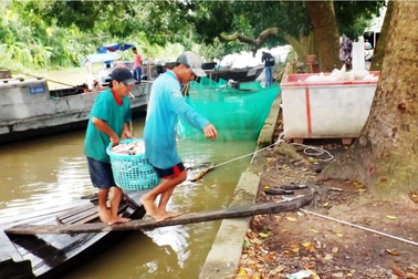 Lũ nhỏ, sản lượng cá trắng ở nông trường Sông Hậu giảm một nửa