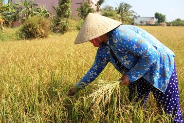 Nông dân “mót” từng hạt lúa trong mùa hạn, mặn khủng khiếp