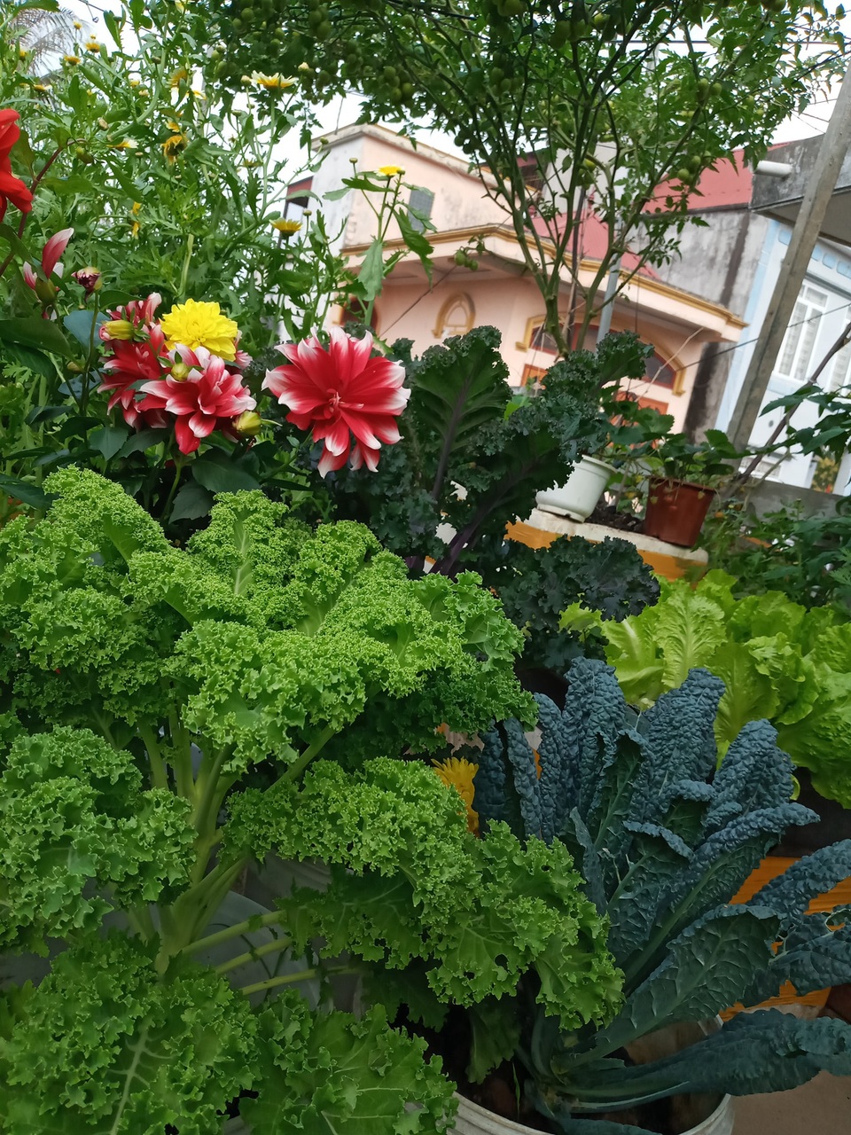 Quả trĩu cành, hoa bốn mùa trên sân thượng của người phụ nữ tại Hải Phòng - 3 Quả trĩu cành, hoa bốn mùa trên sân thượng của người phụ nữ tại Hải Phòng - 3