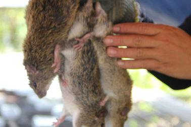 Kiếm tiền triệu mỗi ngày từ loài vật chuyên phá hoại mà "diệt không hết"