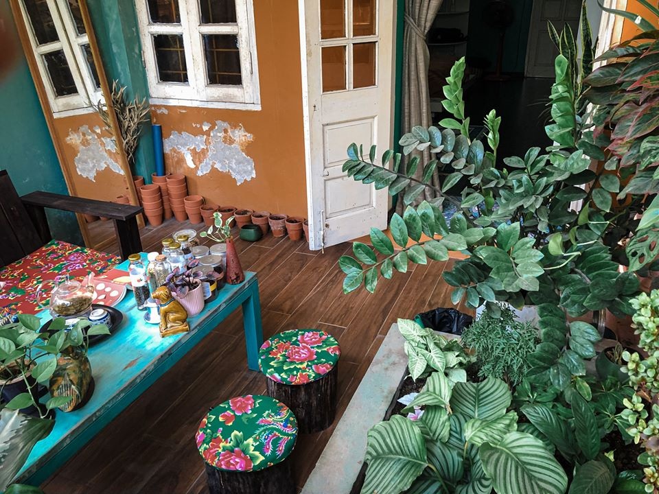 Khu vườn “sống ảo” vạn người mê của chàng trai “nghiện cây” ở Hà Nội - 6 Khu vườn “sống ảo” vạn người mê của chàng trai “nghiện cây” ở Hà Nội - 6