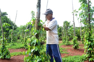 Hồ tiêu “sốt” giá, dân đổ xô trồng