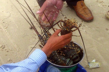 Vụ tôm hùm chết hàng loạt: Người nuôi nghi ngờ do doanh nghiệp xả thải