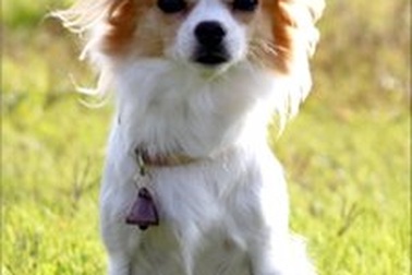 Chó nặng 3kg tham gia lực lượng cảnh sát Nhật