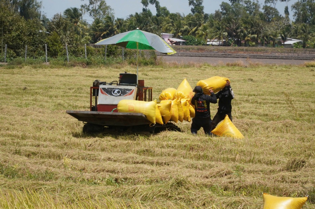 Miền Tây có tỷ lệ lao động nông nghiệp cao nhất nước - 2 Miền Tây có tỷ lệ lao động nông nghiệp cao nhất nước - 2