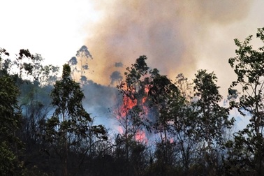 Đà Nẵng lại cháy rừng
