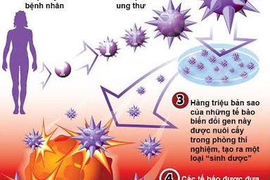 Hy vọng mới về điều trị ung thư bằng Tế bào miễn dịch biến đổi gen
