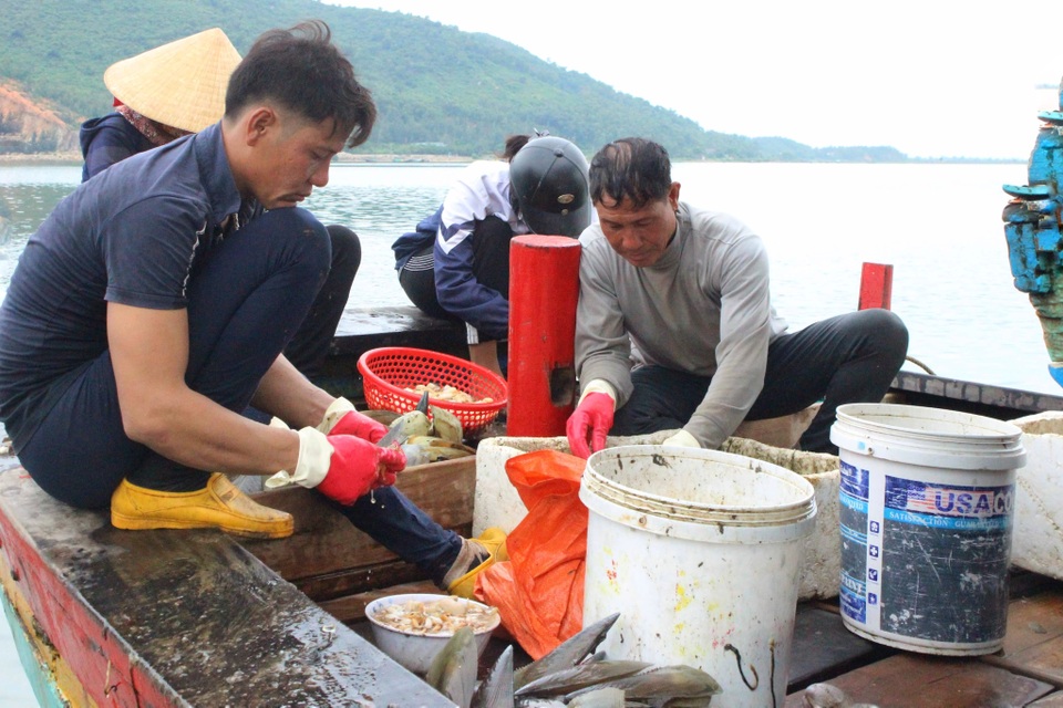 Mùa sò mai, chỉ đánh bắt gần ngư dân cũng kiếm tiền triệu mỗi ngày - 6 Mùa sò mai, chỉ đánh bắt gần ngư dân cũng kiếm tiền triệu mỗi ngày - 6