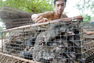 1kg chuột= 3kg cá tra