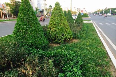 Vụ "bán cái" gói thầu chăm sóc cây xanh: Đề nghị hủy kết quả trúng thầu