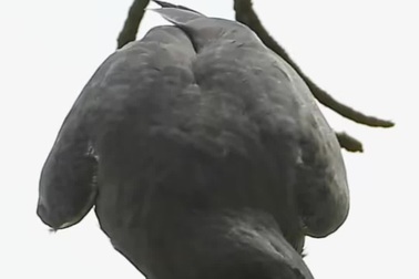 Rắn vùng vẫy trong tuyệt vọng khi bị diều hâu ăn sống