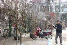 Không tạo thêm thủ tục làm ách tắc tiêu thụ đào dân trồng