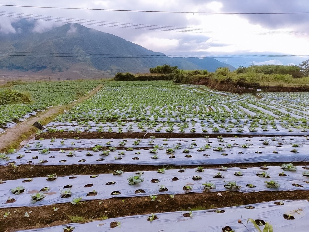 Mài ngọc nơi rừng xanh Y Tý và hỗ trợ người Hà Nhì phát triển - 2