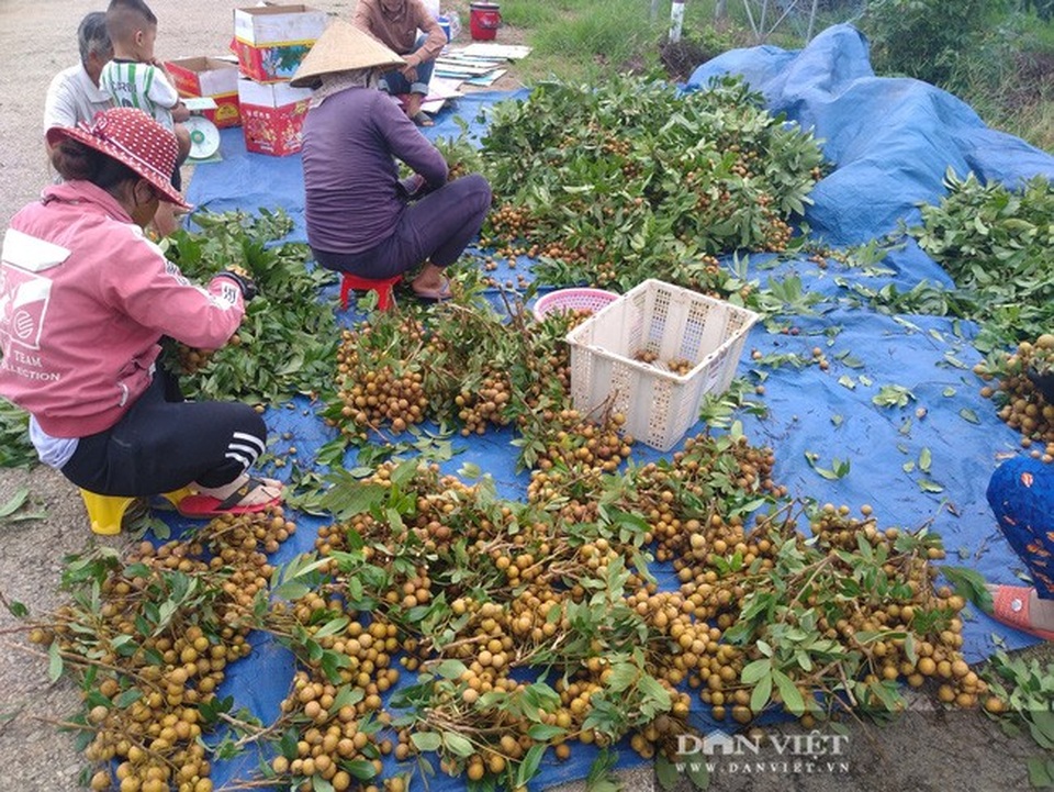 Giá nhãn, giá thanh long chỉ bằng bó rau muống, bán 3 tấn được 10 triệu đồng, nông dân suy sụp - 3 Giá nhãn, giá thanh long chỉ bằng bó rau muống, bán 3 tấn được 10 triệu đồng, nông dân suy sụp - 3