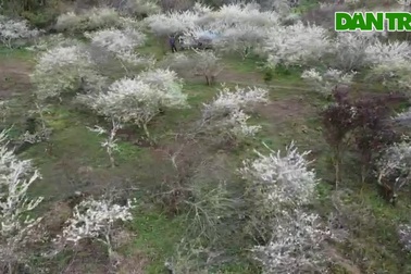 Thiên đường hoa mận Mường Lống