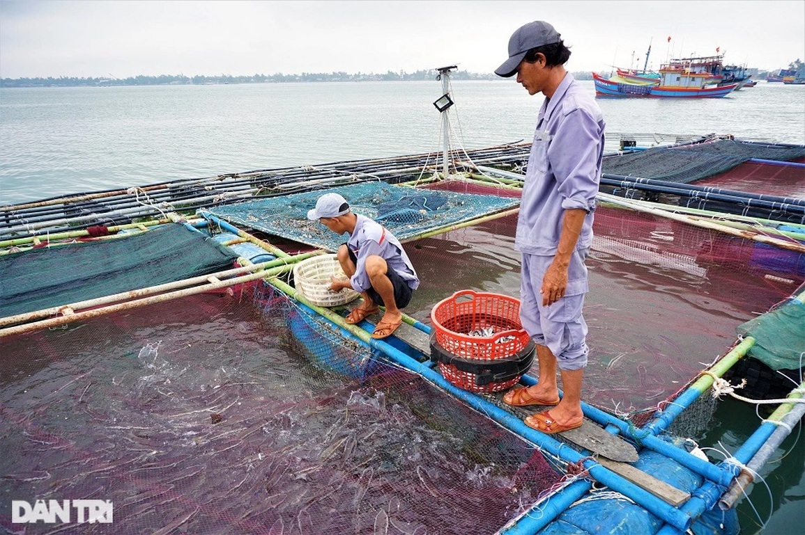 Nuôi loài cá hay nhõng nhẽo đòi ăn, ông bà phù hộ mới giàu được - 9 Nuôi loài cá hay nhõng nhẽo đòi ăn, ông bà phù hộ mới giàu được - 9