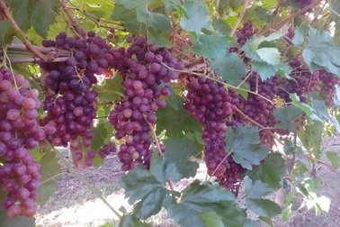 Việt Nam cho phép tái nhập nho, cam, quýt  từ Úc