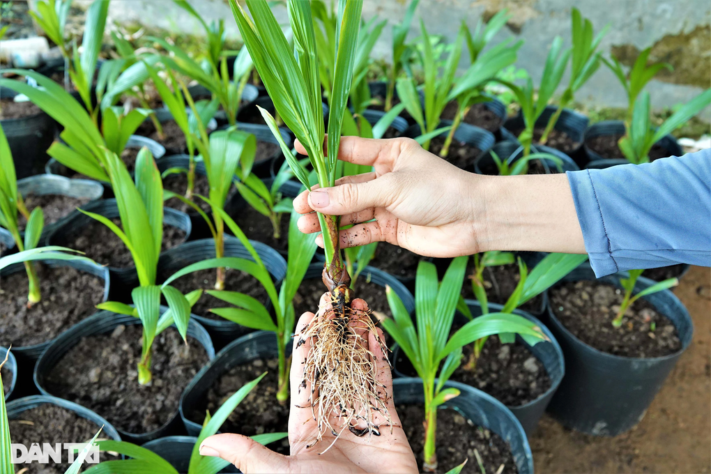 Trồng dừa ưa mặn trái nào cũng ra sáp, thành tỷ phú sau ít năm - 4 Trồng dừa ưa mặn trái nào cũng ra sáp, thành tỷ phú sau ít năm - 4