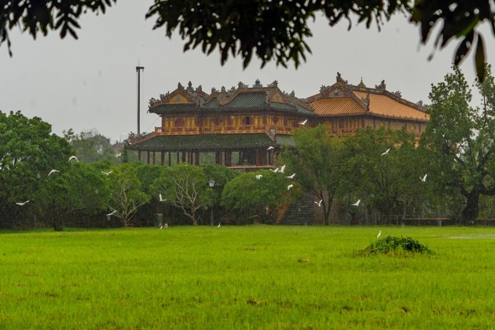 Kỳ thú những đàn chim trời di trú ở Kinh thành Huế - 1 Kỳ thú những đàn chim trời di trú ở Kinh thành Huế - 1