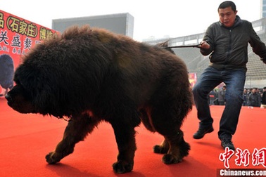 Ngao Tạng 100 kg... giá 99 tỷ đồng 