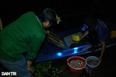 Phiên chợ cá "âm phủ" bán đặc sản mùa nước nổi ai thấy cũng ham