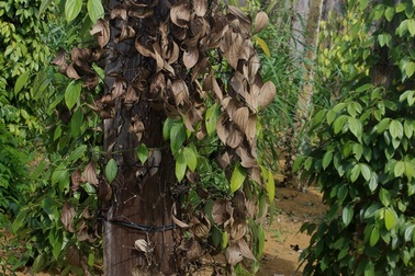 Nông dân điêu đứng vì cây tiêu bỗng nhiên chết