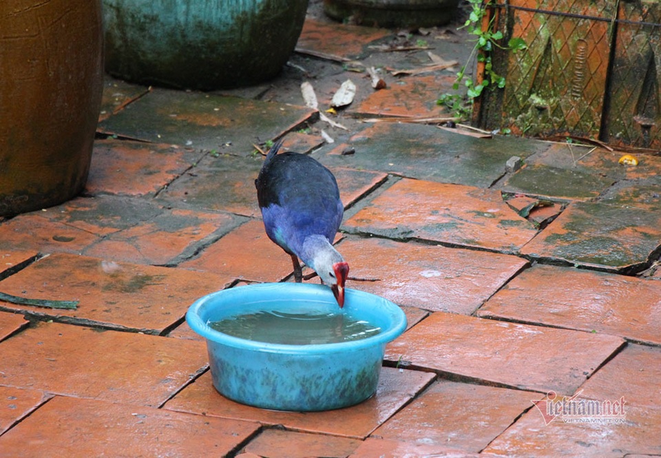 Loài chim múa đẹp, đá hiểm, tính hung dữ nuôi canh nhà thay chó - 6 Loài chim múa đẹp, đá hiểm, tính hung dữ nuôi canh nhà thay chó - 6