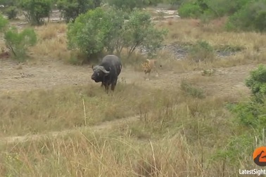 Trâu rừng tinh quái chọc thủng lốp xe để thoát khỏi sư tử