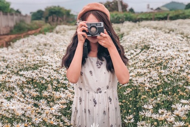 Ngẩn ngơ ngắm cánh đồng cúc họa mi giữa cao nguyên Mộc Châu