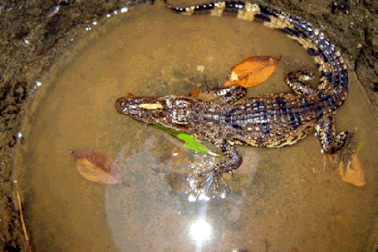 “Hú hồn” khi chài dính… cá sấu