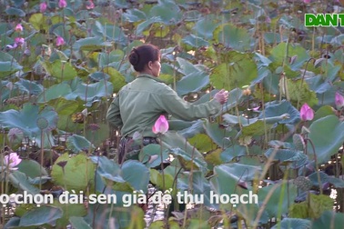 Ngâm mình trong bùn hái đài sen, thu hàng chục triệu đồng