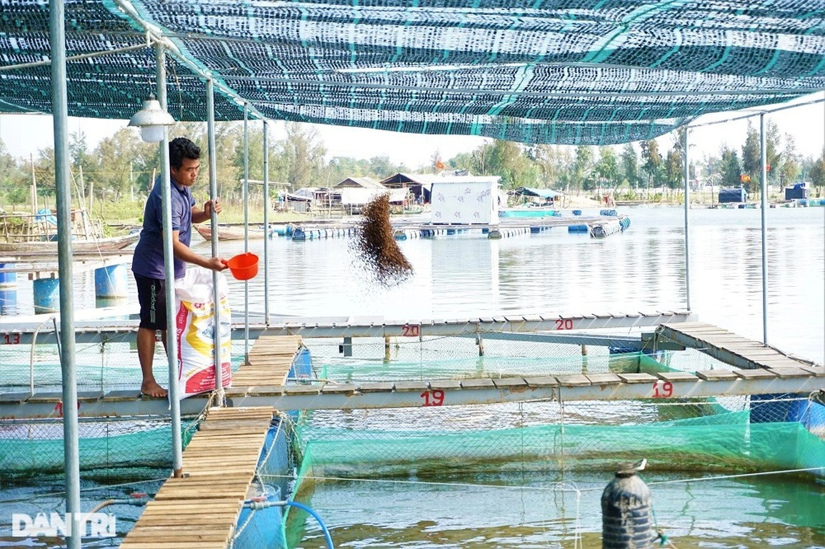 Nuôi loài cá toàn thân màu hồng, lão nông thu tiền tỷ - 5 Nuôi loài cá toàn thân màu hồng, lão nông thu tiền tỷ - 5