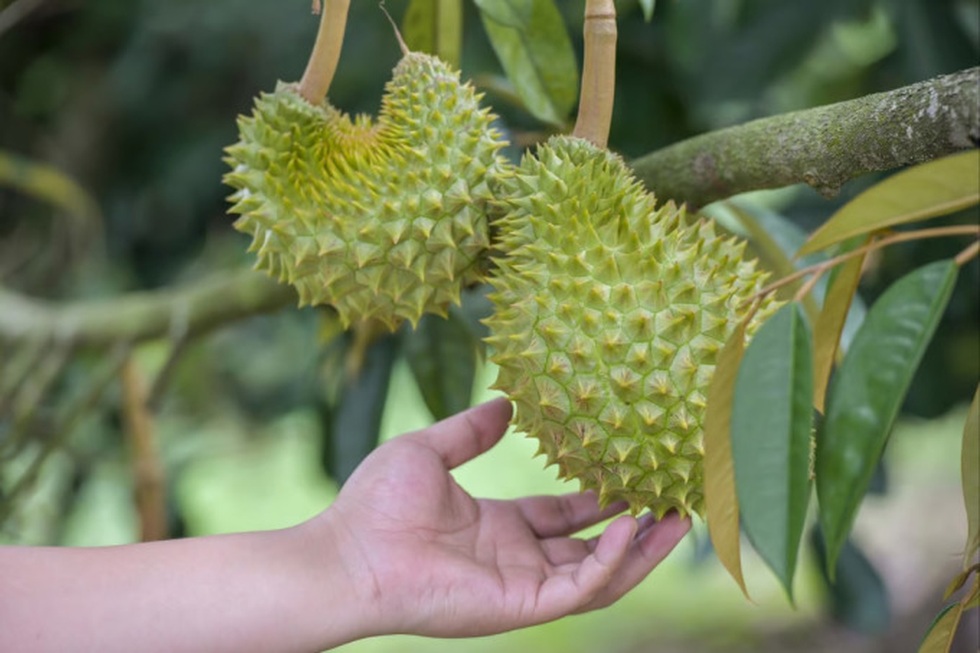 Trung Quốc tự trồng sầu riêng, lối đi nào cho Việt Nam?