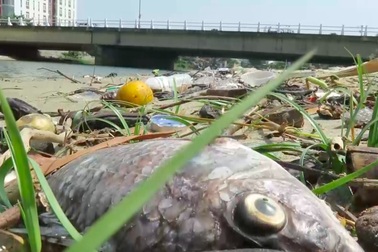 Xác định nguyên nhân cá chết trắng sông Phú Lộc