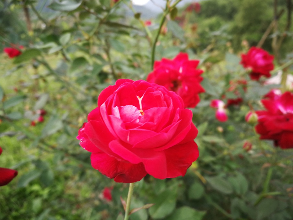 Chủ trại hồng tiếc nuối vì dịch corona ngăn khách đến ngắm mùa hoa đẹp nhất - 23 Chủ trại hồng tiếc nuối vì dịch corona ngăn khách đến ngắm mùa hoa đẹp nhất - 23