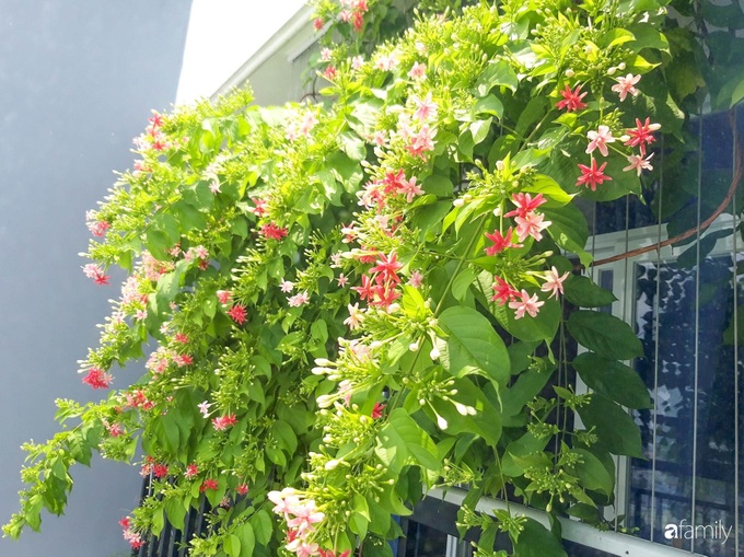 Ban công hướng Tây phủ kín hoa sử quân tử trong nháy mắt nhờ "chiêu" chăm sóc đơn giản của mẹ trẻ ở Sài Gòn - Ảnh 12. Ban công hướng Tây phủ kín hoa sử quân tử trong nháy mắt nhờ "chiêu" chăm sóc đơn giản của mẹ trẻ ở Sài Gòn - Ảnh 12.