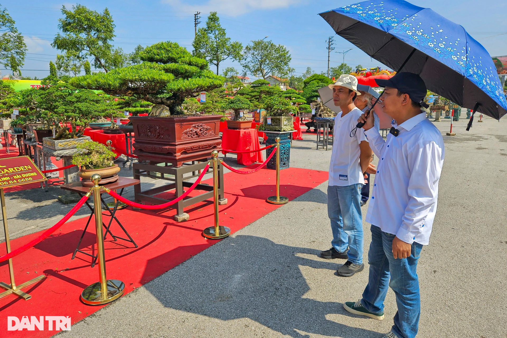 Cận cảnh cây duối tiền tỷ tại Festival Chí Linh - Hải Dương năm 2023 - 2