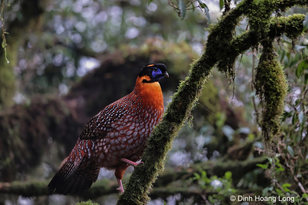 Loài gà lôi có bộ lông đẹp rực rỡ, đối mặt nguy cơ tuyệt chủng tại Việt Nam - 5