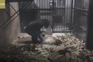 Tinh tinh bắt chước nhân viên vệ sinh, tự quét dọn chuồng bằng chổi