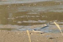 Rắn "thần chết" vô tình xâm phạm lãnh thổ của cá sấu và cái kết