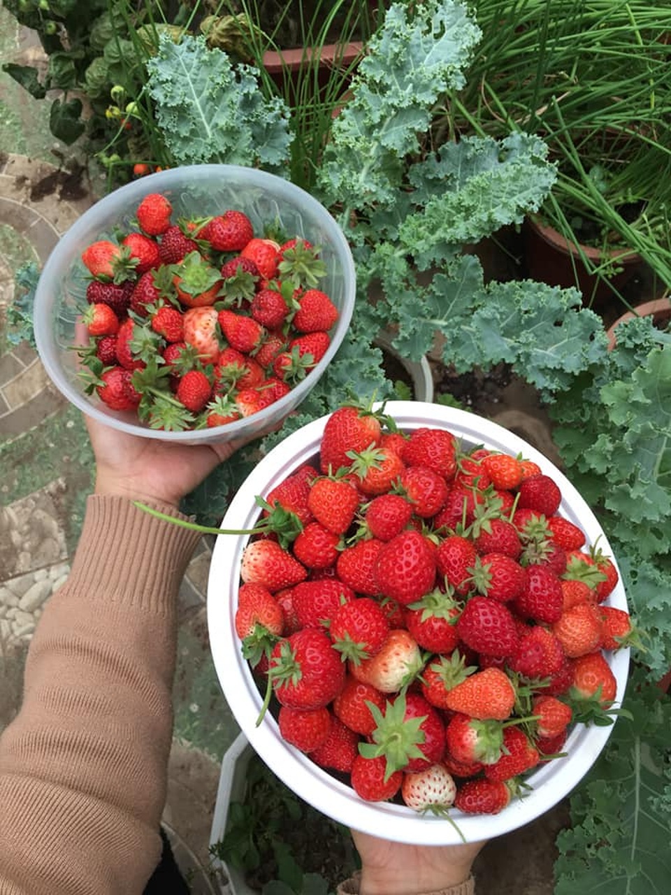 Mẹ đảm ở Vĩnh Phúc vác đất lên sân thượng, sau 2 năm có vườn dâu sai trĩu - 3