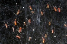 Kỳ lạ loài nhện đi săn theo bầy với hơn... 50.000 cá thể