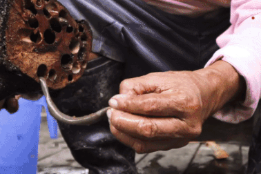 Ăn sống sâu gỗ bò lúc nhúc trong thân gỗ mục