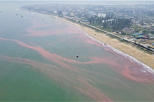 Thủy triều đỏ khiến nước biển ở Hà Tĩnh đổi màu