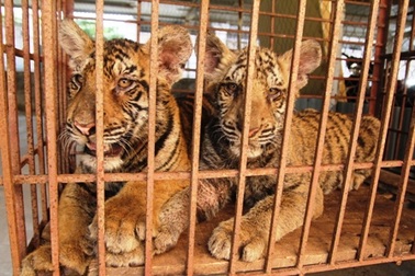 Hai "chúa tể rừng xanh" bị nuôi nhốt là loài nguy cấp, quý hiếm